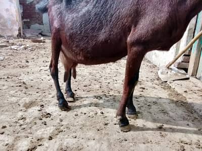 pure nagri beetal |confirmed gabhan |Desi goat | Beetal bakri for sale