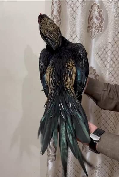 mushka,  sawa,  mianwali,  Age 1