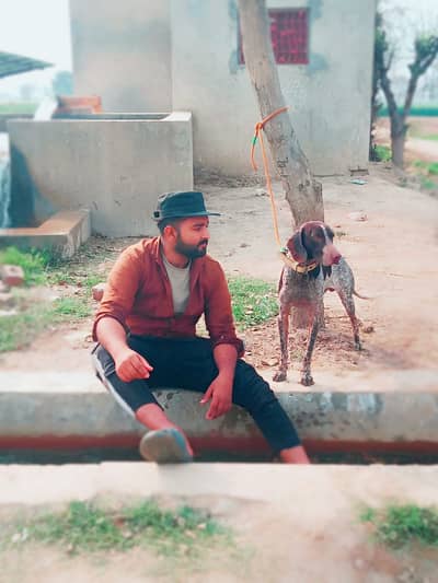 Pointer Dog Full trand Shkar