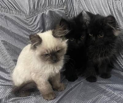 3  kittens adorable active and healthy