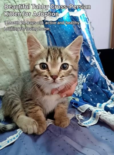 Tabby Cross-Persian Kitten for Adoption