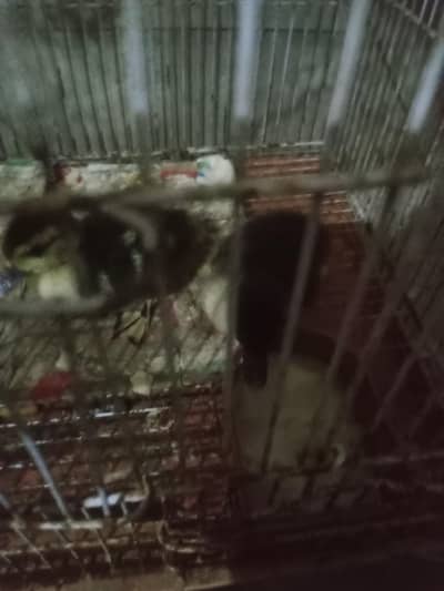 ducks for sell rs 1000 pair