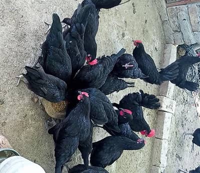 Australorp chicks | chicks | Black chicks |