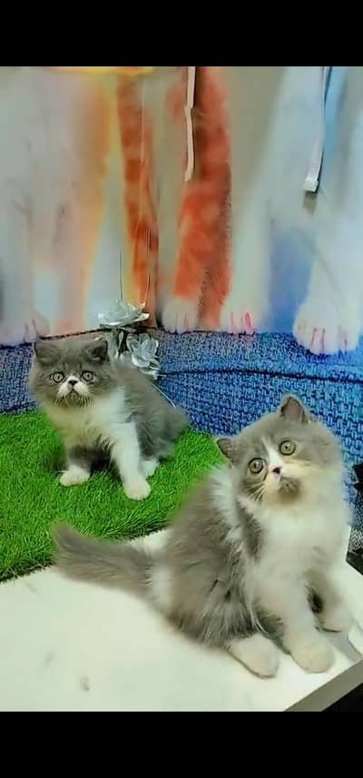 Quality Persian Punch face cat & kitten is 03477878702 WhatsApp