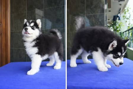 Siberian husky fore sale whtsaap number 0346-4593804