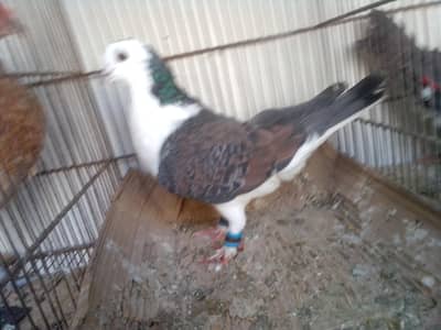 I'm selling my  sherazi cross male for sale