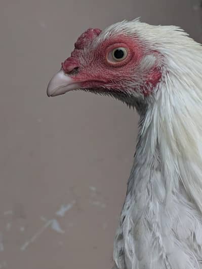 aseel heera white nok nalli Paper white