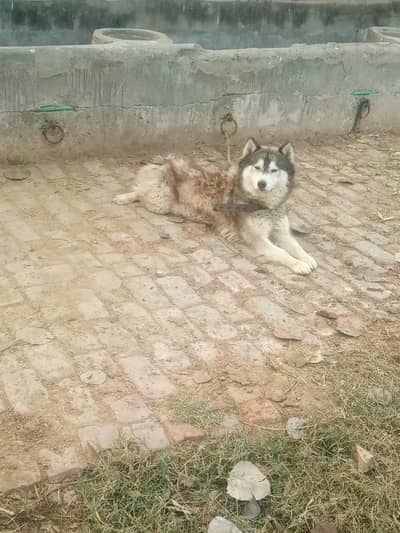 Healthy female dog for sale