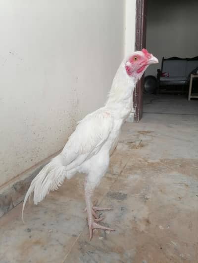 Aseel setup for sale