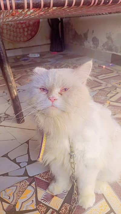 beutiful long hair persian cat for sale