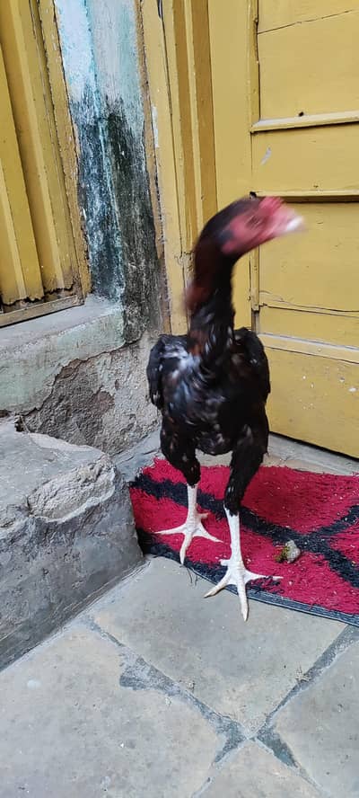 Aseel patha and aseel chicks