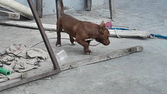 active and healthy pitbull puppies