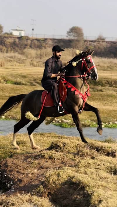 Pure desi horse: dancer: nezabaz+chalbaz