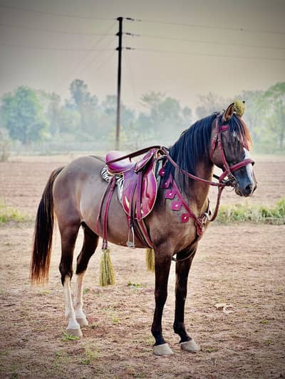 Pure desi horse: dancer: nezabaz+chalbaz