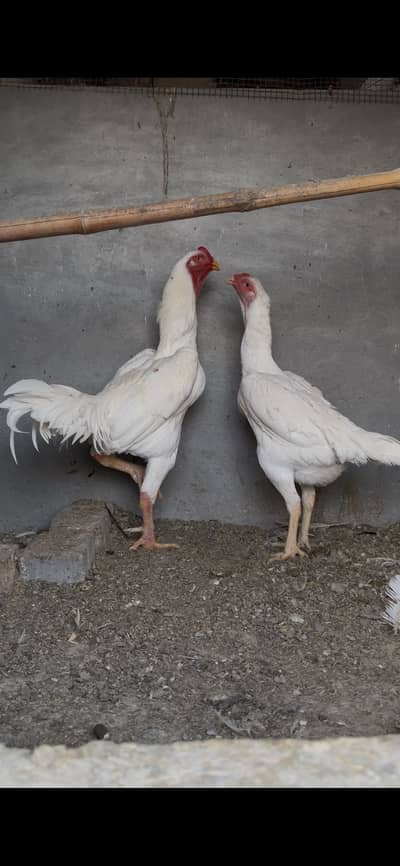 White O shamo breeder jora pair egg laying