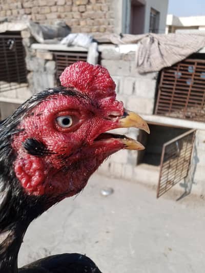 lassani muska breeder