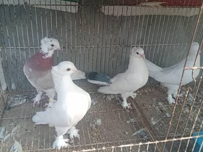 sentient 1200per for sale