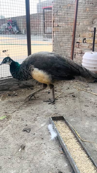 peacock mor moor pehan