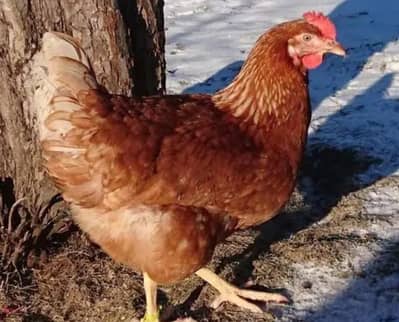 PURE LOHMAN BROWN READY TO LAY .