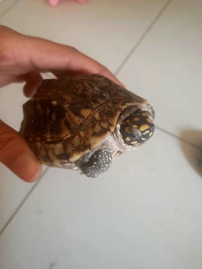 Yellow Spotted Turtle Pair