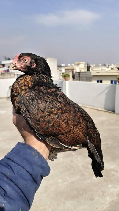 Amroha Aseel Female For Sale