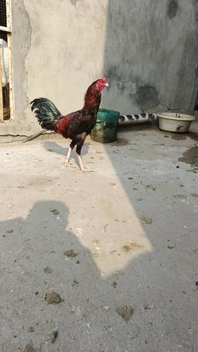 aseel qandhari murgha with 2 aseel hens