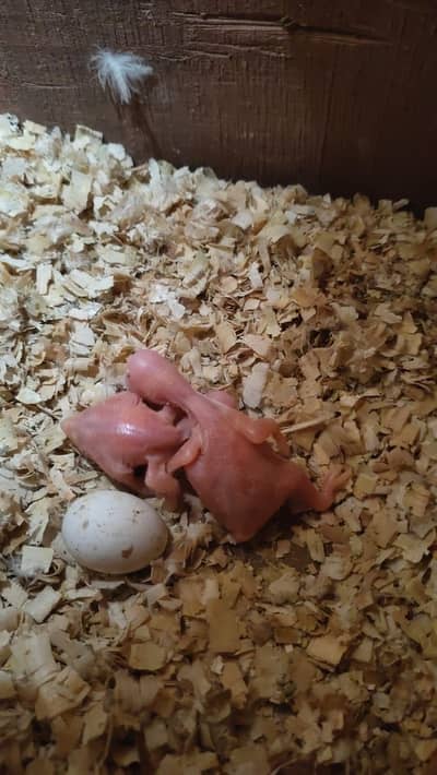 Yellow bolny waly toty ka chicks and cocktails eno