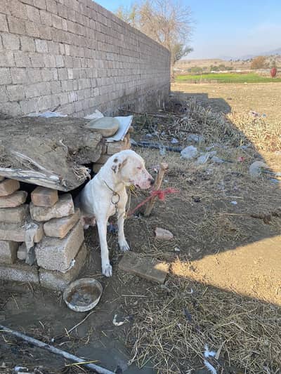faiting and security and hanzeer shakari doge
