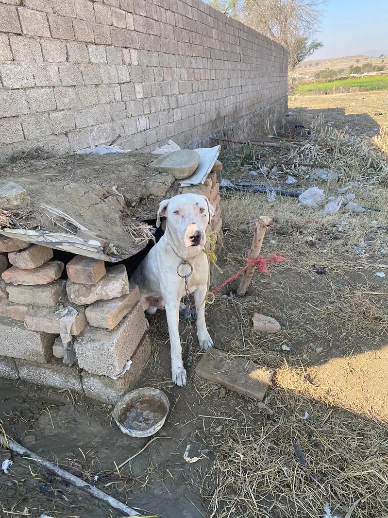 faiting and security and hanzeer shakari doge — photo 2