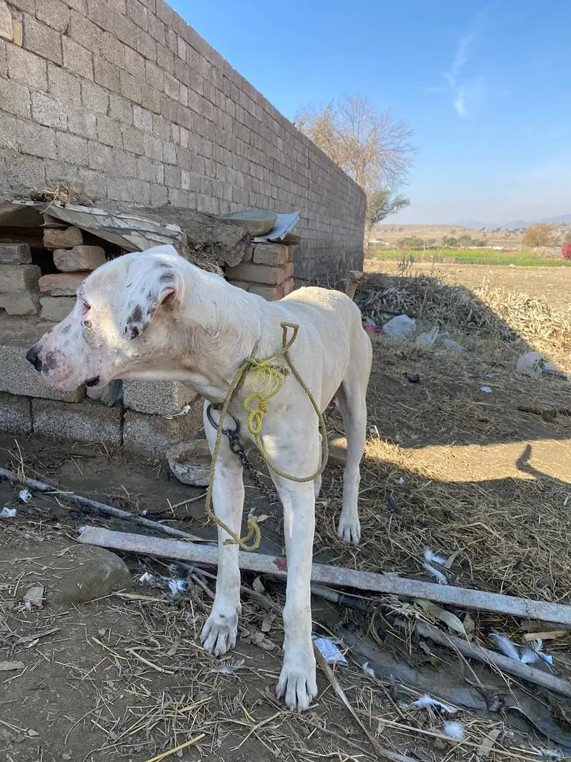 faiting and security and hanzeer shakari doge — photo 3