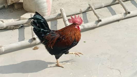 one rooster & two hens