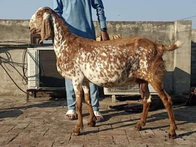 Makhi cheeni Bakri healthy and active