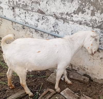 teedy bakry for sale