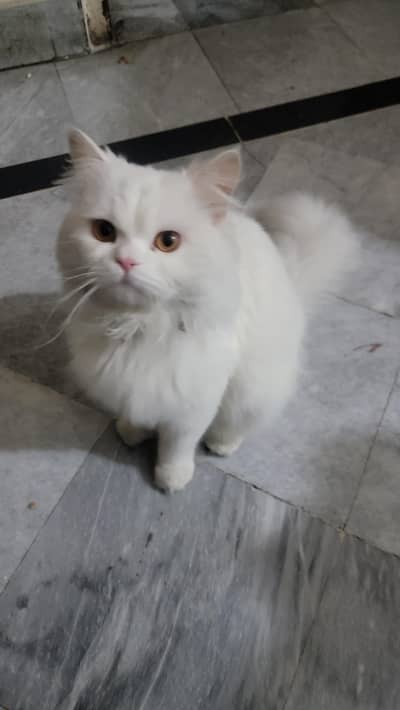 persian male cat  doll face