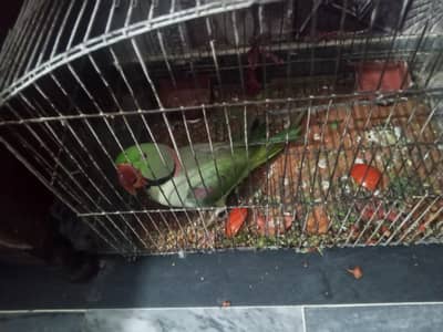 only serious buyer contect me