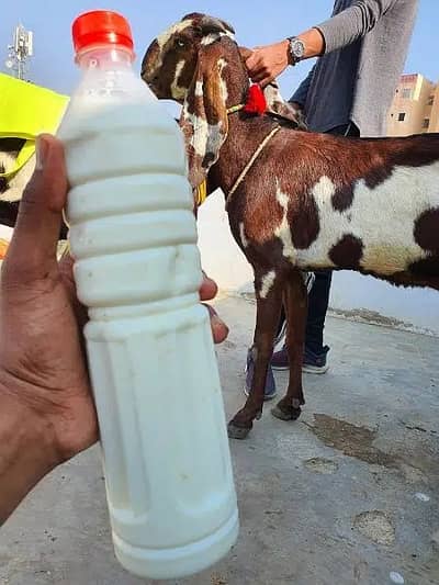 GOAT MILK 100 PERCENT PURE