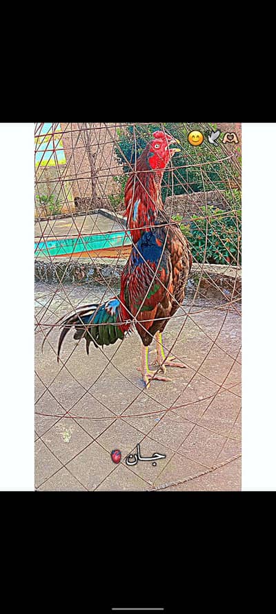 ASEEL MURGA FOR SHOQ