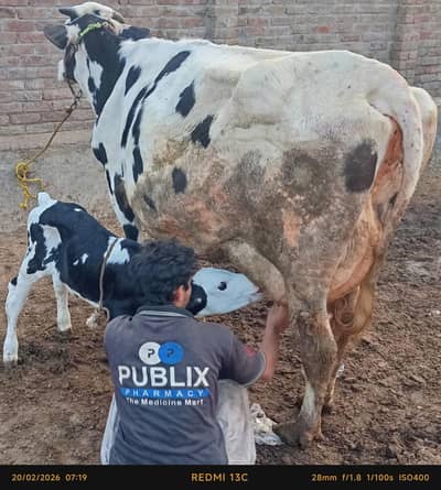 faresion/ jersey/sahiwal cross/cholistani cross cows/گاے