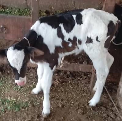 faresion/ jersey/sahiwal cross/cholistani cross cows/گاے