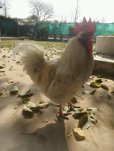 White Fancy murga for sale