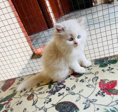 Persian Female kittens For Sale