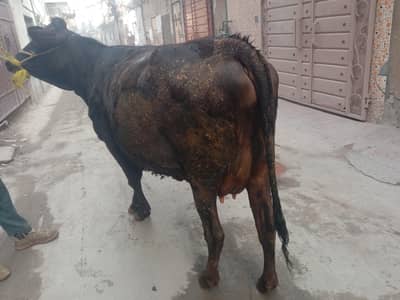 jersey frizen cow for sale  ph #  03056860118