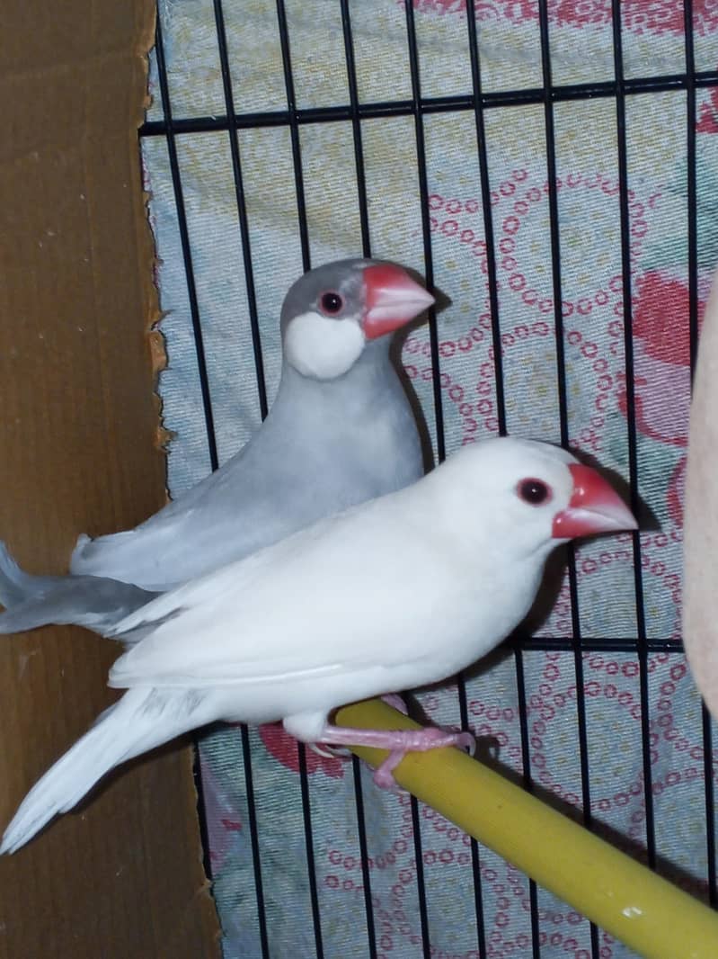 3 portion master cage 10