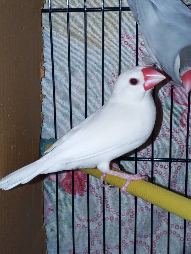 3 portion master cage 11