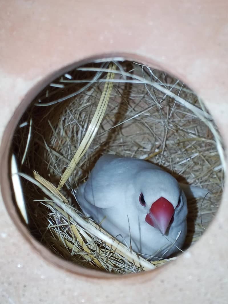 3 portion master cage 13