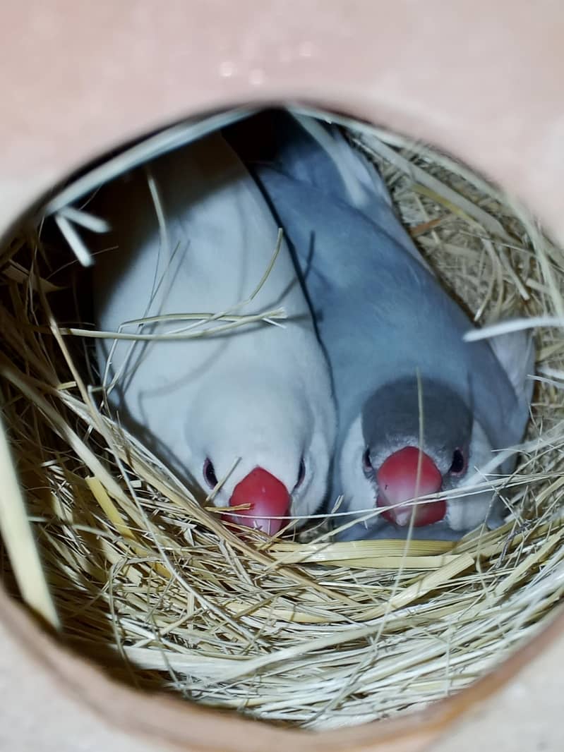 3 portion master cage 14