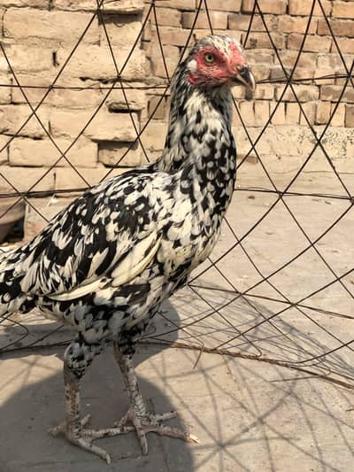 Aseel murgi, Aseel phati,mianwali aseel murgi