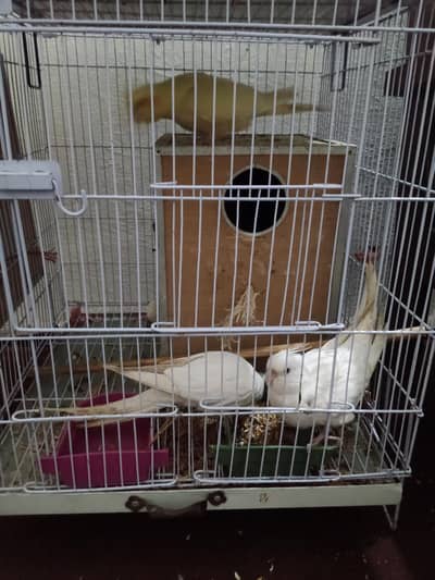 Pineapple & Green Cheek Conure