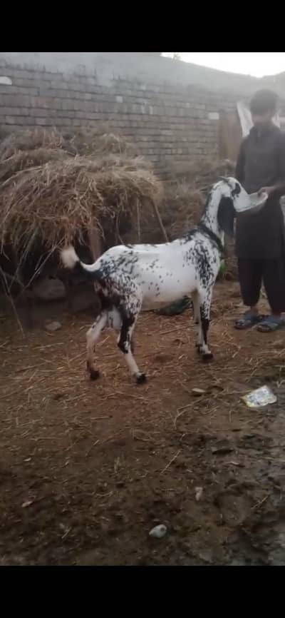 Bakri For sale Sth may 1 bacha b ha  bachy 2 thy ak mar ghya ha