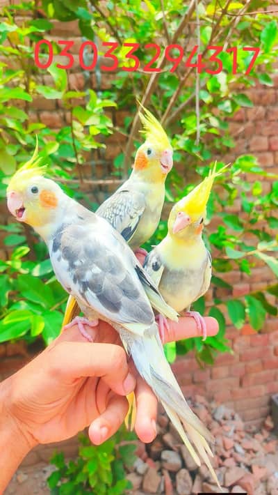 hand tame cocktails birds